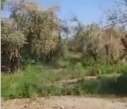 A Nieto se le murieron las plantas a causa de un hongo polígafo llamado verticillium dahliae