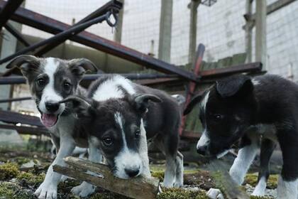 A partir de 1998 se comenzó a considerar a los animales como “seres sintientes” y se estableció que las especies animales, sus necesidades y libertades, debían ser respetadas