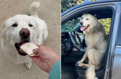 A partir de esta aventura, el perro come burritos como desayuno (Foto: People)