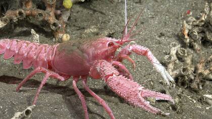 A partir de hoy, una nueva expedición explorará cañones submarinos en las profundidades del mar Argentino, esta vez en Chubut y Río Negro