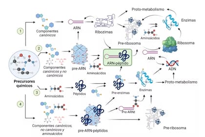 A partir de precursores químicos universales, podemos tener varias vías de evolución química: la via 1 es la generación y ensamblaje de los componentes canónicos para producir un ARN capaz de replicarse y preparar el origen de las proteínas y el metabolismo