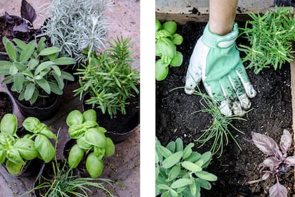 A partir de septiembre, las aromáticas nuevas se pueden preparar en almácigos para trasplantar a su lugar definitivo cuando alcancen unos 10cm