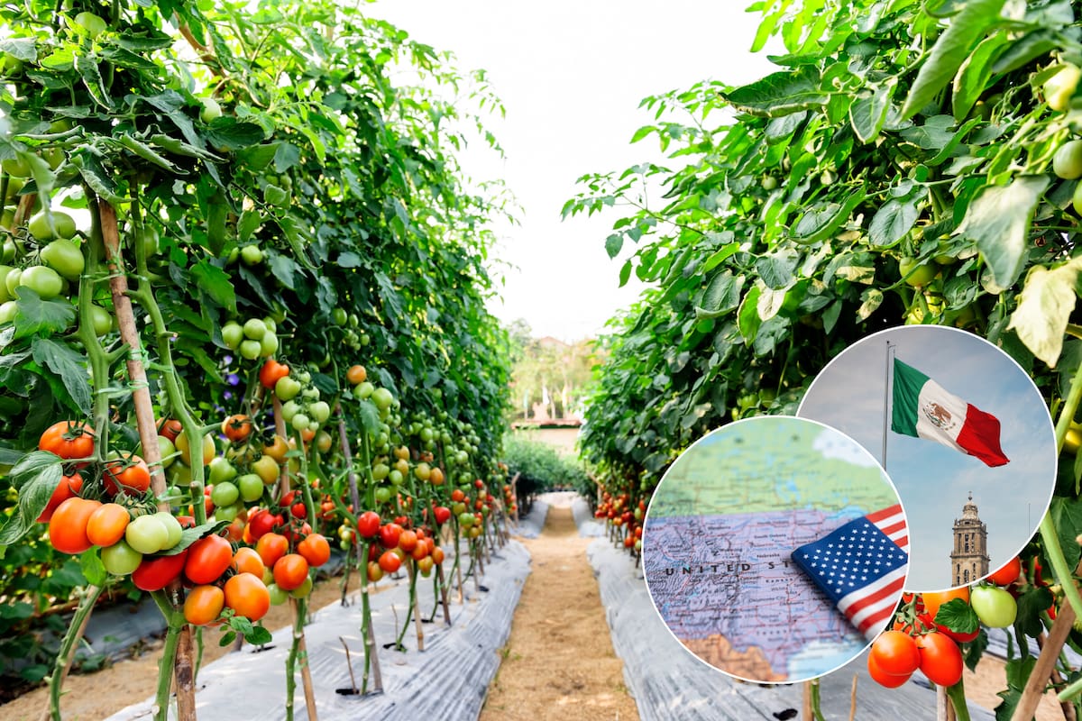 A partir del 14 de julio: arancel del 20.91% a tomates frescos mexicanos