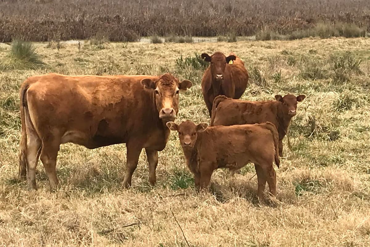 A partir del 1º de enero de 2025 ningún ternero o ternera se podría movilizar sin la identificación electrónica