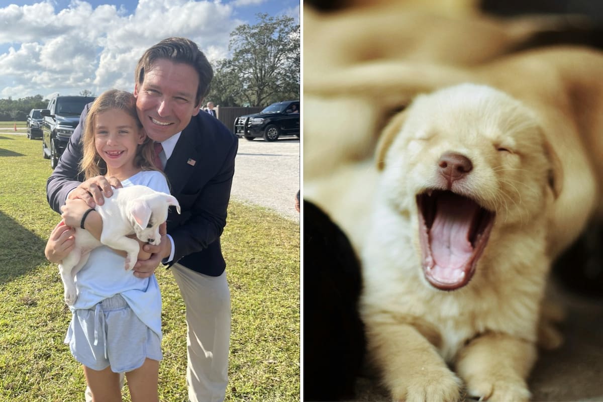 A partir del 1° de enero de 2026, Florida implementará la "Ley de Dexter" (Dexter’s Law), una legislación estatal que crea un registro público de abusadores de animales
