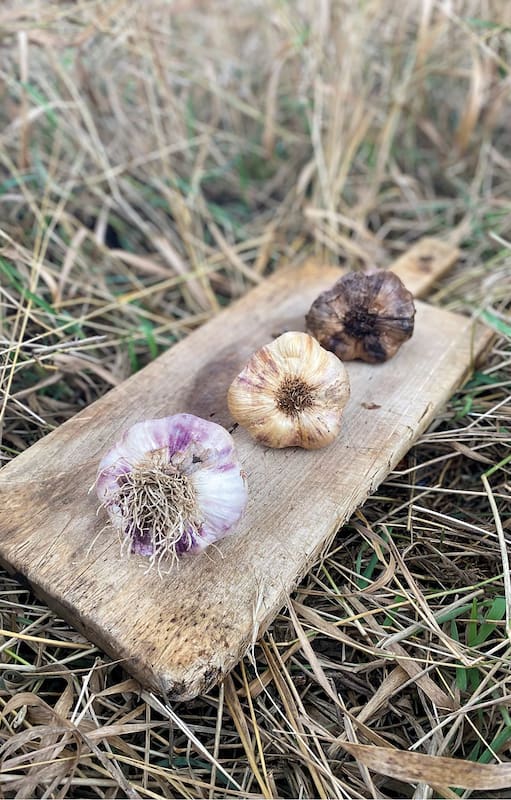 A partir del ajo Violeta INTA santacruceño, se caracterizó el Ajo Viamonte, un cultivar adaptado al clima extremo fueguino de muy alta calidad que es la base de la producción del “ajo negro”.