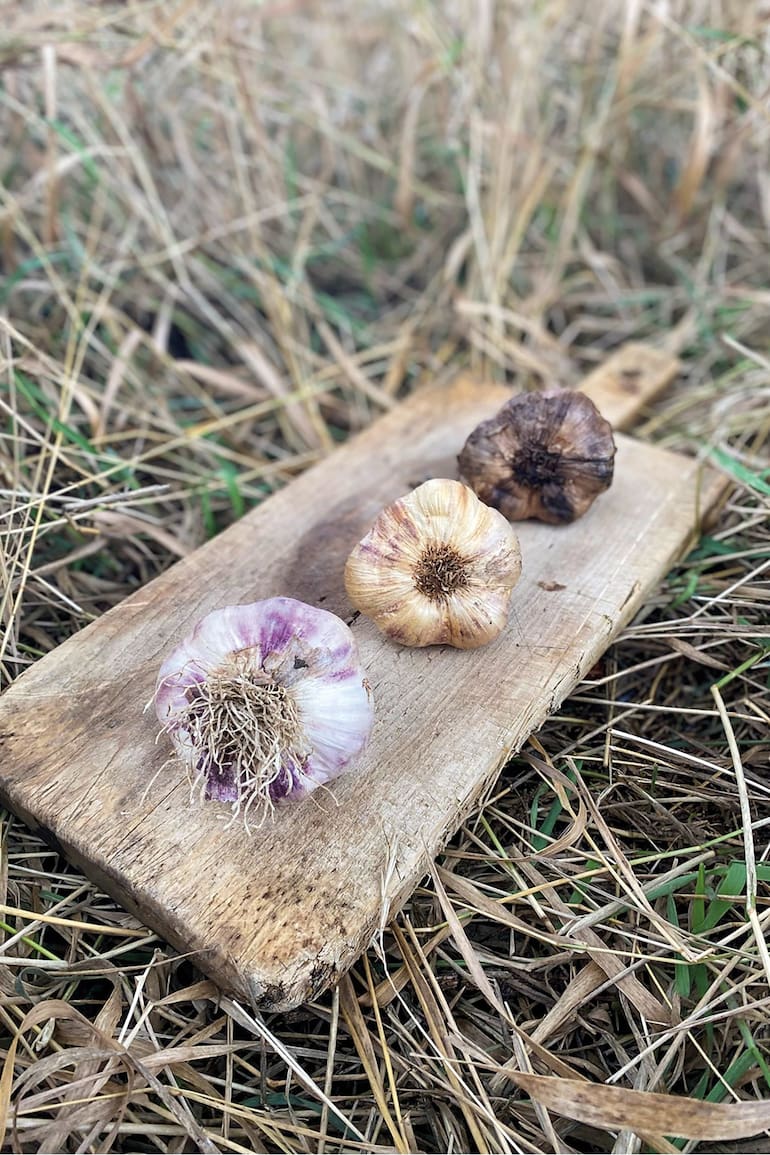 A partir del ajo Violeta INTA santacruceño, se caracterizó el Ajo Viamonte, un cultivar adaptado al clima extremo fueguino de muy alta calidad que es la base de la producción del “ajo negro”.