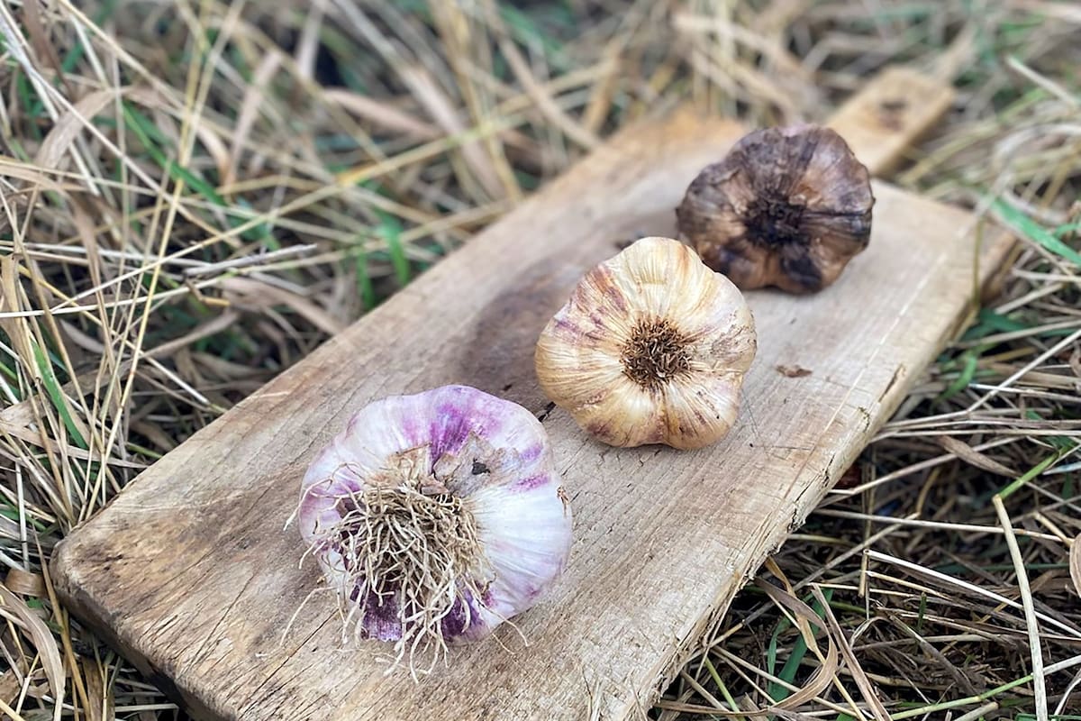 A partir del ajo Violeta INTA santacruceño, se caracterizó el Ajo Viamonte, un cultivar adaptado al clima extremo fueguino de muy alta calidad que es la base de la producción del “ajo negro”.