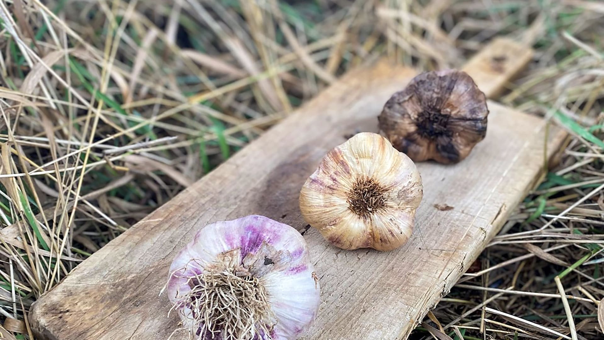 A partir del ajo Violeta INTA santacruceño, se caracterizó el Ajo Viamonte, un cultivar adaptado al clima extremo fueguino de muy alta calidad que es la base de la producción del “ajo negro”.