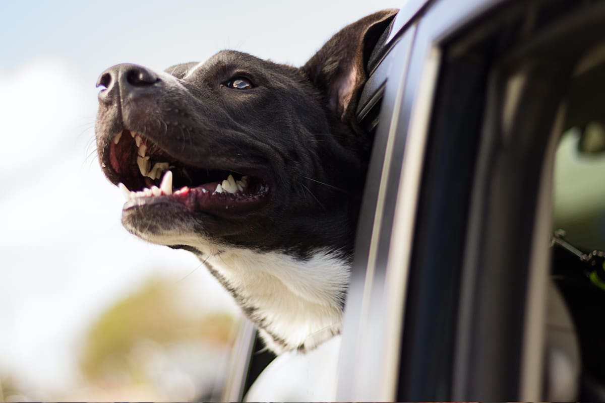 A partir del próximo julio, podría ser ilegal dejar que el perro saque la cabeza por la ventana del auto en Florida