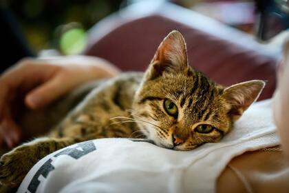 A pesar de elegir especies seguras, algunos gatos pueden presentar reacciones adversas