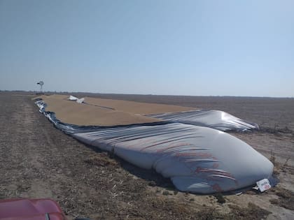 A pesar de haber recuperado la totalidad de la cosecha, los Gasparotto temen que el hecho se repita