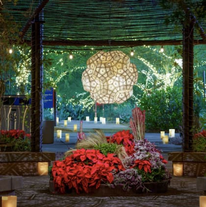 A pesar de la ausencia de nieve, Phoenix se llena de espíritu navideño con festivales de luces como el Las Noches de las Luminarias en el Jardín Botánico del Desierto (IG @dbgphx)