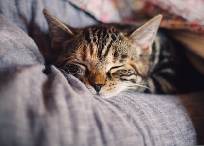 A pesar de la creencia popular, la mayoría de los gatos son intolerante a la lactosa