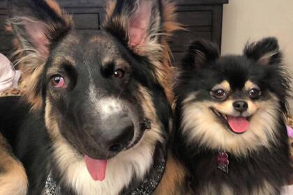 A pesar de la deformidad en su cráneo, Brodi es un perro sumamente inteligente. Crédito: New York Post