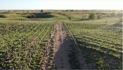 A pesar de las dificultades iniciales, como pérdidas de plantas debido a heladas, el proyecto avanzó, y en 2024 completaron dos hectáreas restantes