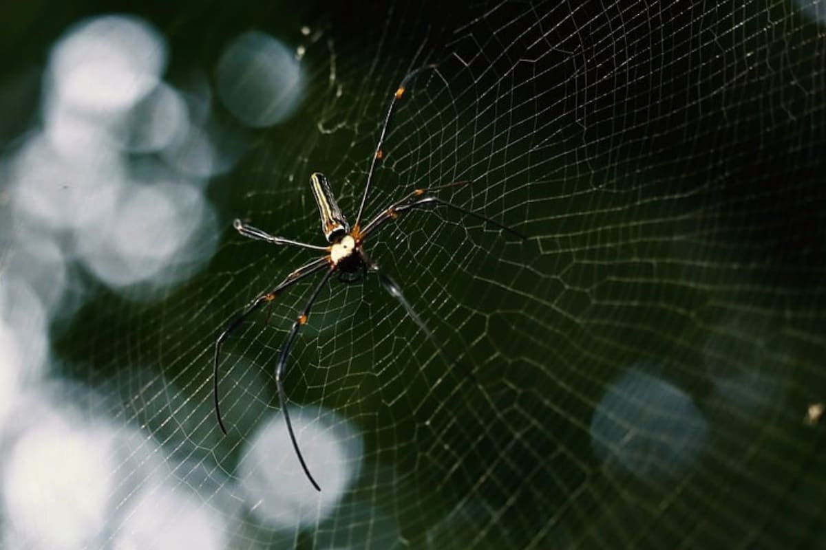 A pesar de lo que cree, las arañas cumplen funciones beneficiosas en el hogar
