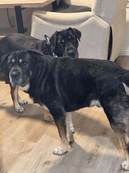 A pesar de los años que pasaron, los hermanos se llevaron muy bien al instante (Foto: The Dodo)