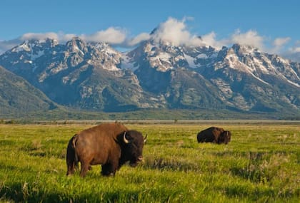A pesar de los esfuerzos por proteger al bisonte americano, su población nunca regresó a los niveles de antaño