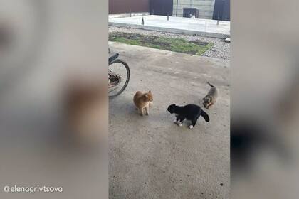 A pesar de los intentos del cachorro, los gatos no bajan la guardia en ningún momento
