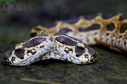 A pesar de medir solo once centímetros, la víbora de Russel de dos cabezas es una de las especies más extrañas y mortales del país