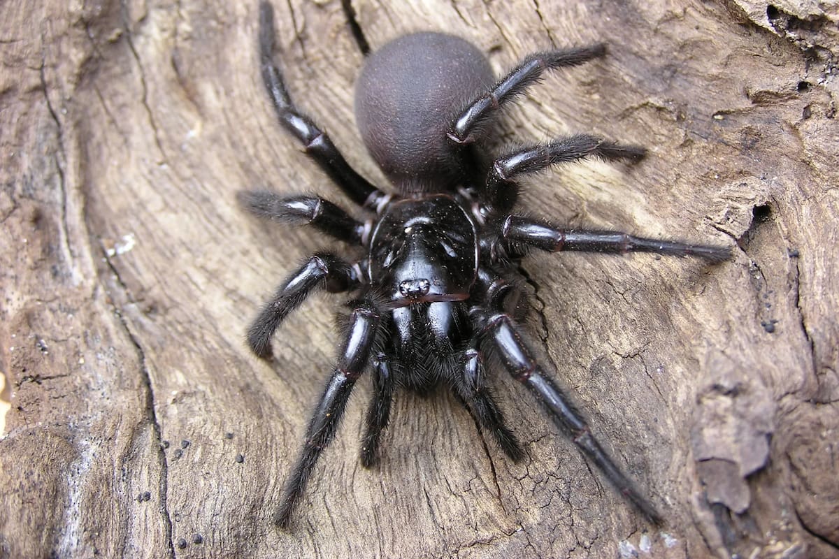 A pesar de que las hembras son los ejemplares más grandes, los machos son más venenosos