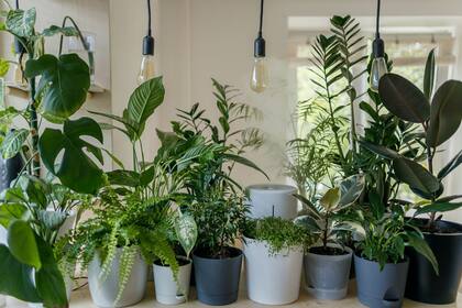 A pesar de que las temperaturas pueden parecer agradables para el ser humano, el aire acondicionado crea un ambiente seco, que reduce la humedad relativa
