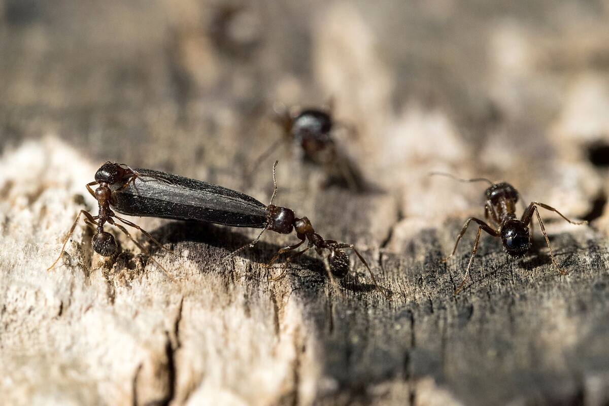 A pesar de ser claves en la dispersión de semillas, no se sabe en qué estado de conservación están la mayoría de los artrópodos europeos; en la imagen hormigas portando una pipa de girasol