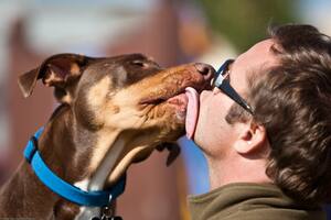 A pesar de ser un gesto de amor incondicional, los lametazos de perro pueden ser nocivos para la salud