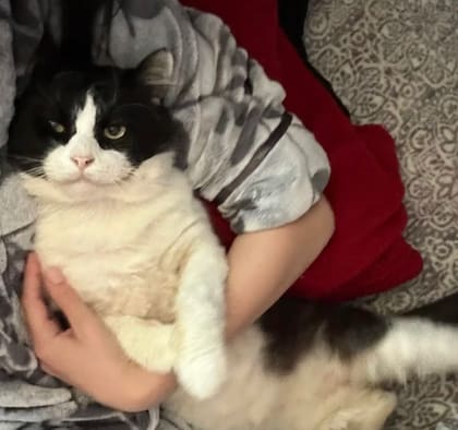 A pesar de su enfermedad, el gato vive una buena vida junto a su nueva familia (Foto: The Dodo)