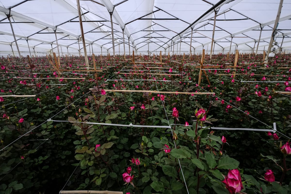 A pocos días de San Valentín, disputa comercial con Colombia amenaza importación de flores en EEUU
