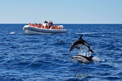 A pocos metros de la embarcación, las piruetas de los delfines oscuros