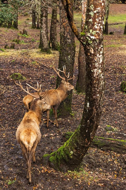 A pocos metros del hotel Nothofagus se ubica el Bosque de los Ciervos