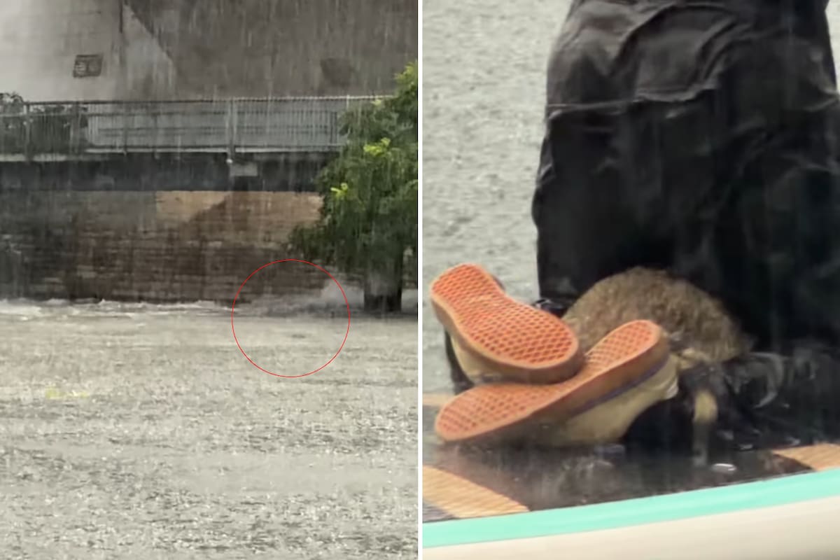 A primera vista, los jóvenes creyeron que se trataba de un perro que intentaba mantenerse a flote