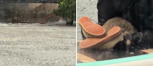 Navegaban en medio de las inundaciones y creyeron que habían rescatado un perro, pero la realidad los sorprendió