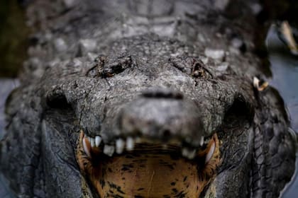 A principios del siglo XX, los caimanes del Orinoco fueron cazados de manera masiva tanto en Venezuela como Colombia por su piel.