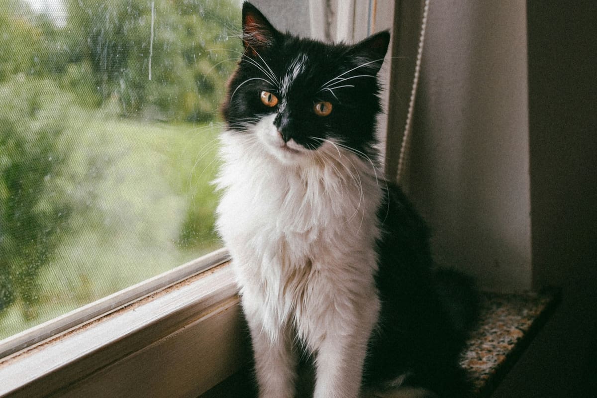 A qué edad se considera que un gato es viejo