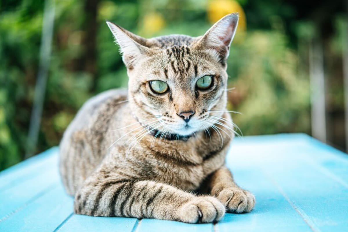 A qué se debe el pelaje atigrado de la mayoría de los gatos domésticos