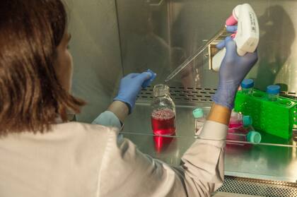 A raíz del “linfosarcoma bovino”, cada año muere el 10% de los animales infectados con esta enfermedad