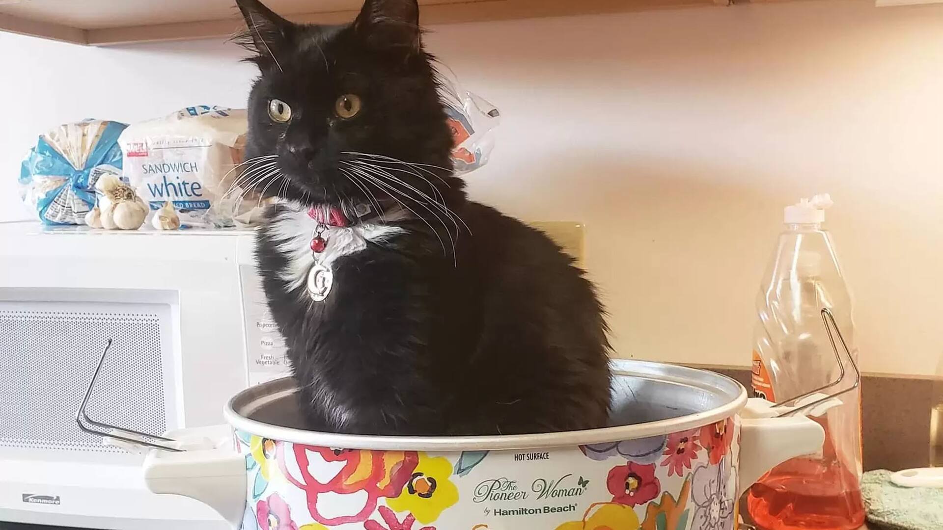 A Salem lo rescataron con siete semanas de vida.