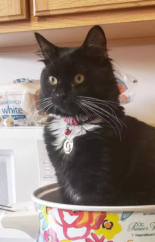 A Salem lo rescataron con siete semanas de vida.
