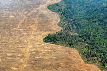 La deforestación de las selvas del planeta colaboran con el aumento de gases de efecto invernadero que alteran la temperatura de la Tierra