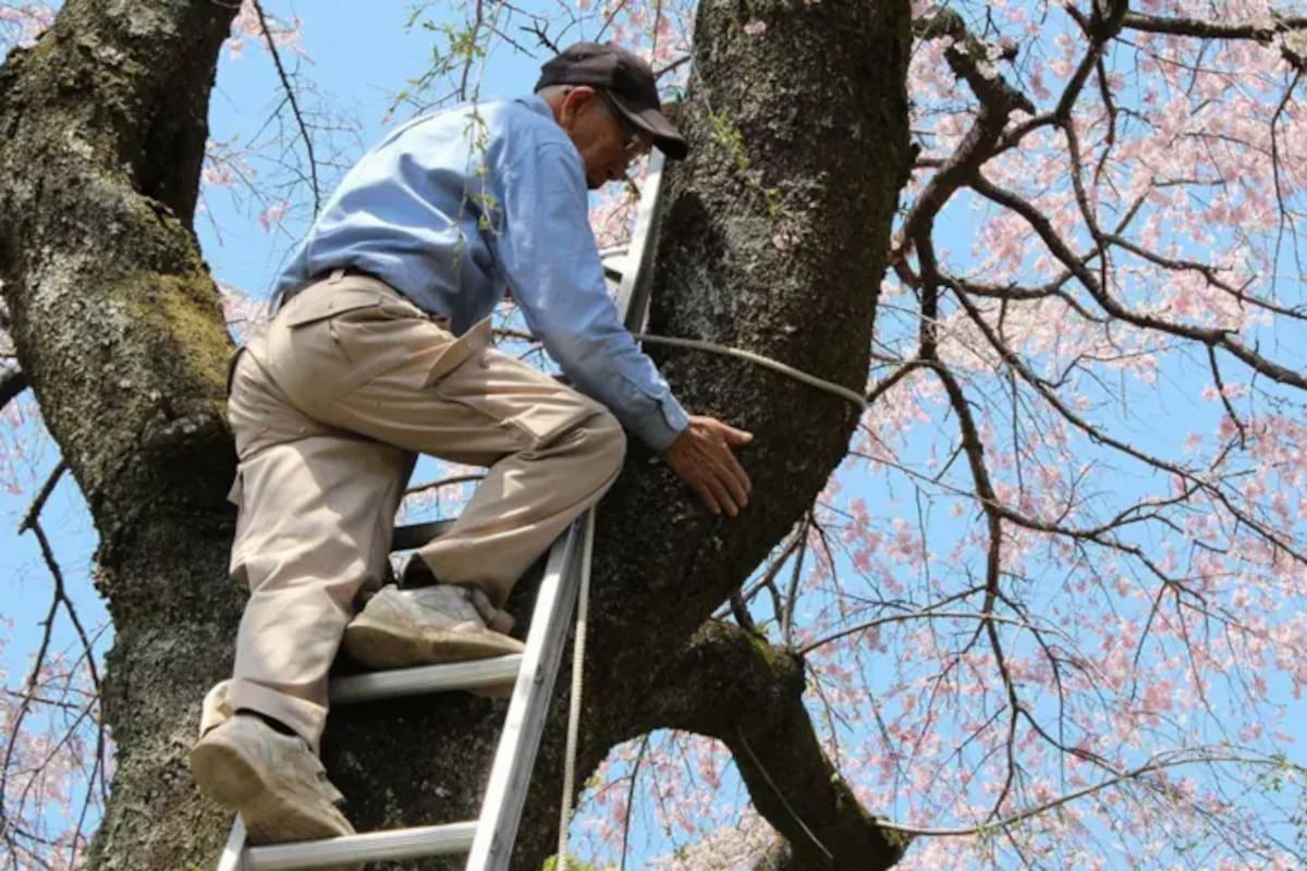 A sus 97 años, Tōemon sigue recopilando información sobre los diferentes tipos de sakura y haciendo dibujos detallados de la anatomía de las flores