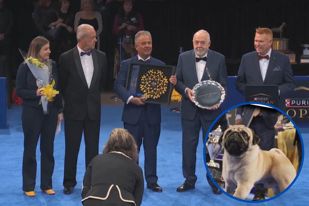 A sus tres años, Vito acumula 25 títulos de Mejor de la Exposición, pero el de la National Dog Show 2024 es el más importante de su carrera (Foto X)