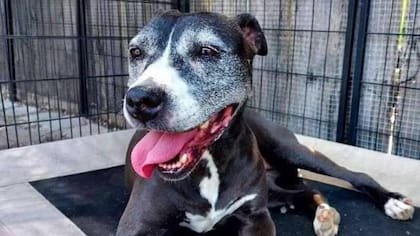 A tan solo meses de nacida, esta perrita no contaba con el apoyo ni el amor de sus primeros dueños (Foto: Página oficial Villalobos Rescue Center)