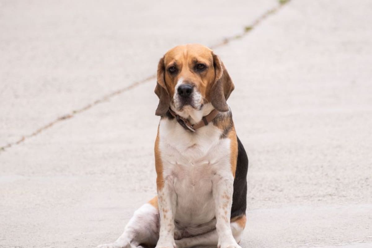 A través de Animales BA es posible mostrar a tu mascota perdida y también a aquellas encontradas en la vía pública para hacer más rápida su devolución