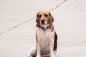Cómo encontrar a tu perro o gato perdido gracias a la nueva plataforma de la Ciudad de Buenos Aires
