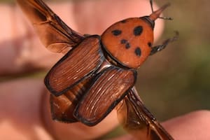 El Senasa prorrogó la alerta nacional por una plaga que tiene un rostro con forma de pico