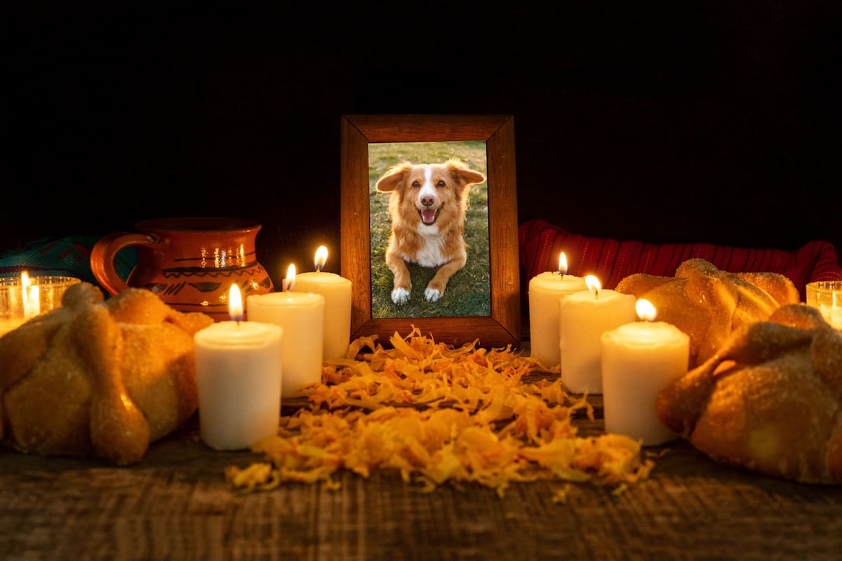 A través de esta tradición, se reafirma que el amor entre humanos y animales no conoce fronteras, ni siquiera las de la muerte (Canva)
