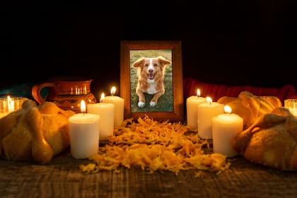 A través de esta tradición, se reafirma que el amor entre humanos y animales no conoce fronteras, ni siquiera las de la muerte (Canva)